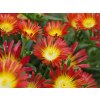 Poludňovka Wheels of Wonder Fire - Delosperma, kont. 0,5 l