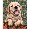 Norimpex diamantové maľovanie Šteňa labradora 30 x 40 cm