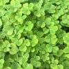 Marsilea crenata