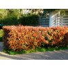 Červienka fraserová Red Robin, výška 140-170 cm, kvetináč 25 l