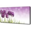 Foto obraz na plátne Fialové tulipány 100x50 cm