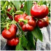 Paprika Topepo rosso - Capsicum annuum - semena papriky - 20 ks