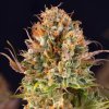 PowerStrains - 5Star Auto Orange Bud 5 ks - Semená neobsahujú THC.