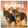 NOTIQUE Poznámkový kalendár Šteňatá 2027, 30 x 30 cm (PGP-36320-V)