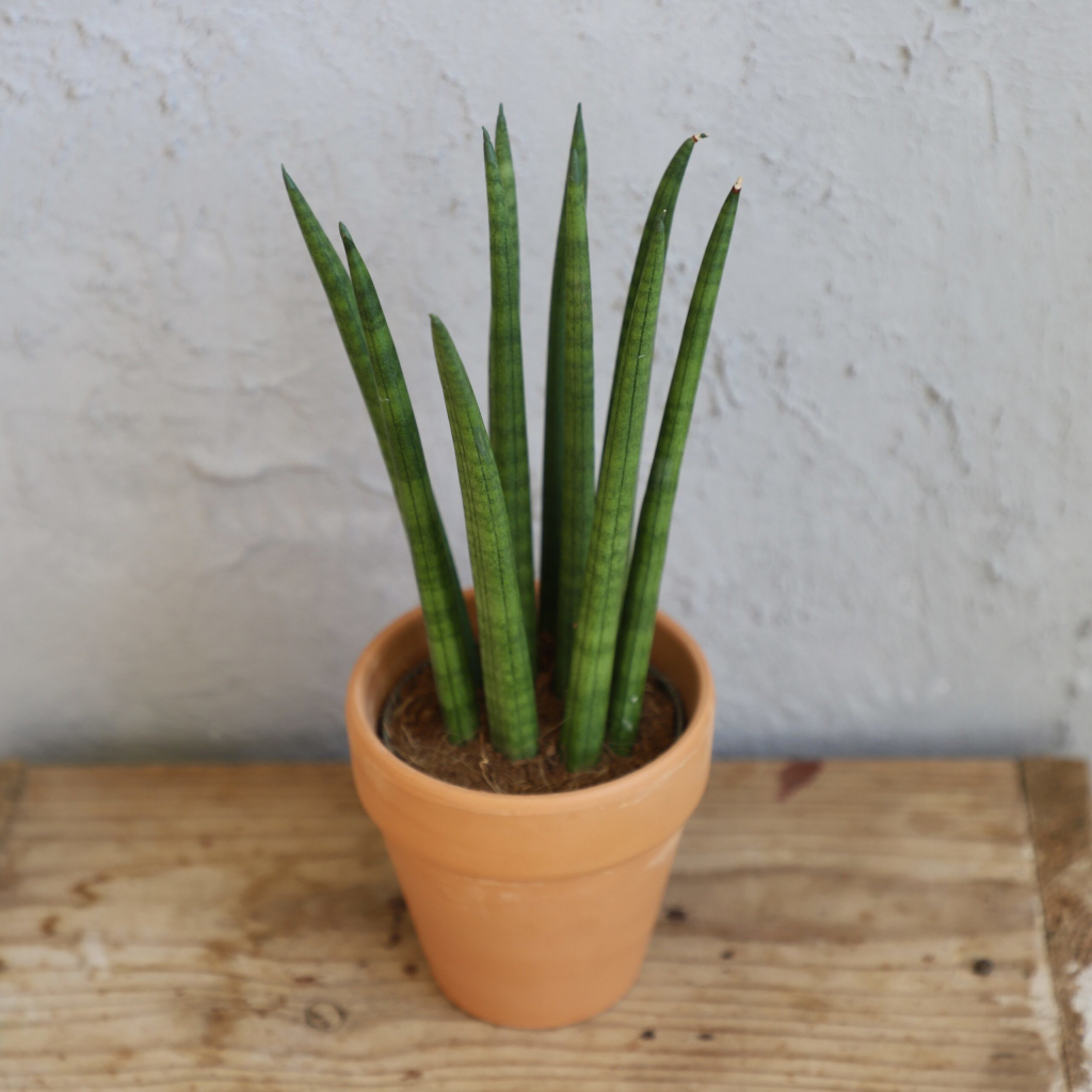 Sansevieria Svokrine jazyky Cylindrica baby