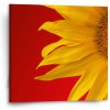 Sablio Obraz Slnečnice - 50x50 cm