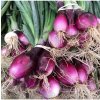 Cibuľa zväzková CN SONI F1 - Allium cepa - semená - 150 ks