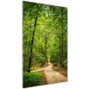Vertikálny foto obraz fotografie na skle Chodník v lese 50x100 cm
