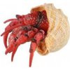 ZOOted Krab pustovník plast 7 cm