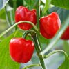 Paprika Snack Red - Capsicum annuum - semená - 6 ks