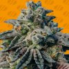 Original Sensible Seeds - Peanut Butter 10 ks - Semená neobsahujú THC