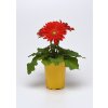 Gerbera jamesonii Colorbloom Red Light Eye 1000 semien