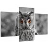 Obraz sovy (Obraz 90x60cm)