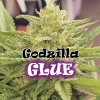 Dr. Underground - Godzilla Glue 2 ks - Semená neobsahujú THC
