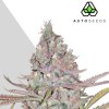Auto Seeds - Berry Ryder Auto 5 ks - Semienka neobsahujú THC