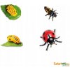 Safari Ltd 662716 Vývojový cyklus lienky 19x23cm blister
