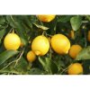 Citrónovník (Citrus limon) ´MEYERI´ - kont. C10L, výška 140-150 cm, obvod kmeňa 4/6 cm