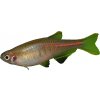 Dánio myanmarské - Danio choprai