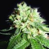 The Kush Brothers Seeds - OG Cheese 10 ks - Semená neobsahujú THC