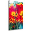 Vertikálny foto obraz na plátne Červené tulipány 50x100 cm