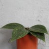 Hoya Wibergiae baby
