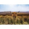 Donga Fototapeta vliesová: Skotský náhorní skot (1) - 152,5x104 cm