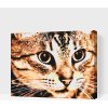 Vymalujsisam.sk Maľovanie podľa čísiel - Tigria mačka Veľkosť: 40x50cm, Rám: Na kartónovej doske