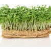 Bio žerucha Kresso - Lepidium sativum - predaj bio semien - 150 ks