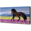 Foto obraz na plátne do obývačky Kôň na poli levandule 100x50 cm