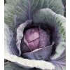 Kapusta červená poloneskorá Pourovo - Brassica pekinensis - semená kapusty - 200 ks