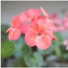 Muškát pásikavý Jitka F1 - Pelargonium zonale - semená - 6 ks