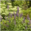 Agastache feniklová - Agastache foeniculum - semená agastache - 250 ks