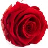 Stabilizovaná ruža – hlava XL červená