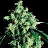 Sensi Seeds - Super Skunk 25 ks - Semená neobsahujú THC
