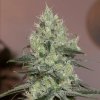 Silent Seeds Classic Cannabis Seeds Original Amnesia Feminized 5 ks