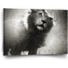 Sablio Obraz Mokrý lev - 60x40 cm