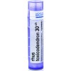 Rhus Toxicodendron gra.1 x 4 g 30CH
