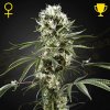 Green House Seed - Super Lemon Haze 10 ks - Semená neobsahujú THC