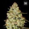Bulk Seed Bank - Psychedelic 5 ks - Semená neobsahujú THC