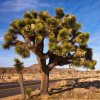 Juka krátkolistá - Yucca brevifolia - Joshua tree - semená - 6 ks