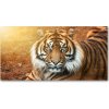 Foto obraz akrylové sklo Bengálský tiger 100x50 cm