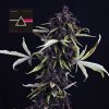 SEEDSMAN Pink Kush CBD 30:1 semena neobsahují THC 1 ks