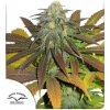 Dutch Passion Californian Orange semena neobsahují THC 100 ks