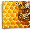 Sablio Obraz Včely - 50x50 cm