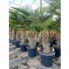 Trachycarpus wagnerianus 20l s výškou kmeňa 30-40 cm