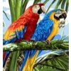 Norimpex Diamantové maľovanie Papagáje vo vetvách 30 x 40 cm