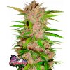 Fast Buds Semená kanabisu Fastberry Auto 3 pcs