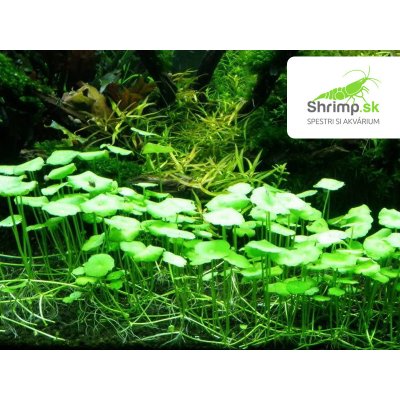 Hydrocotyle vulgaris - Pennywort - košík