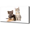 Foto obraz na plátne Pes a mačka 100x50 cm