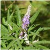 Vitex jahňací - Vitex agnus castus - semená - 9 ks